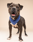 Starlet Blue Dog Bandana