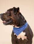 Starlet Blue Dog Bandana