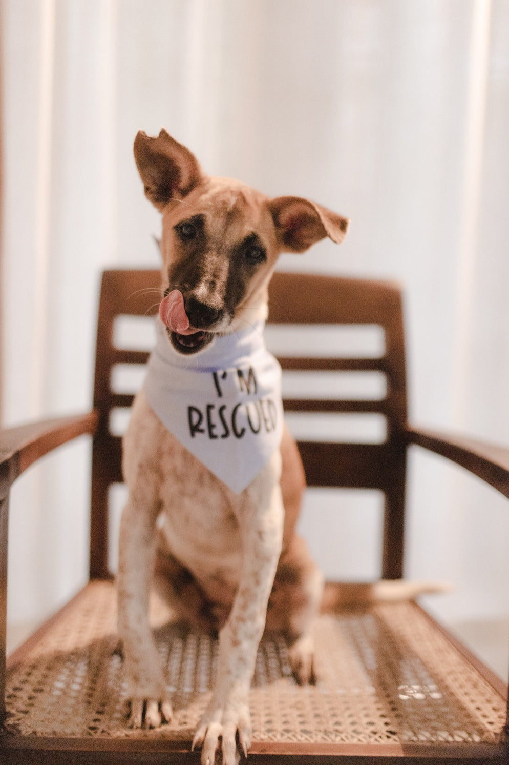 Bo is Rescued