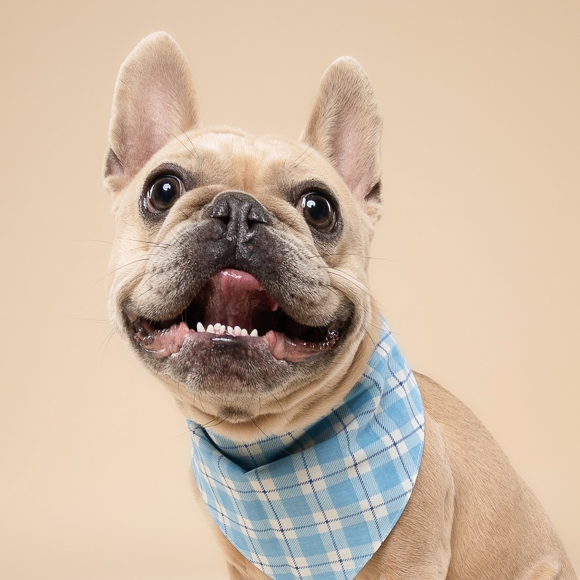 Bobbie Dog Bandana from The Paws