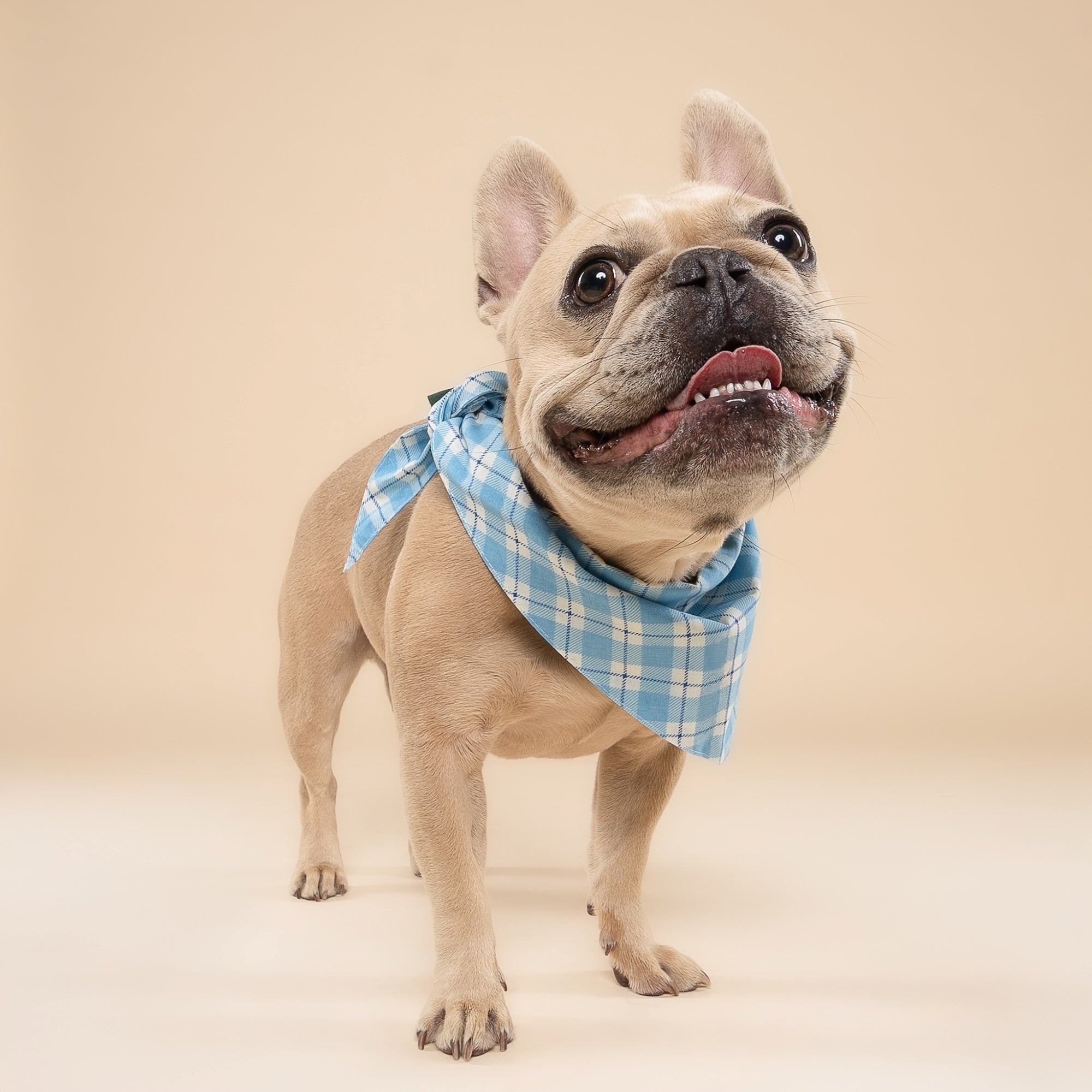 Bobbie Dog Bandana from The Paws