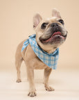 Bobbie Dog Bandana from The Paws