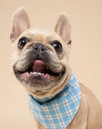 Bobbie Dog Bandana from The Paws