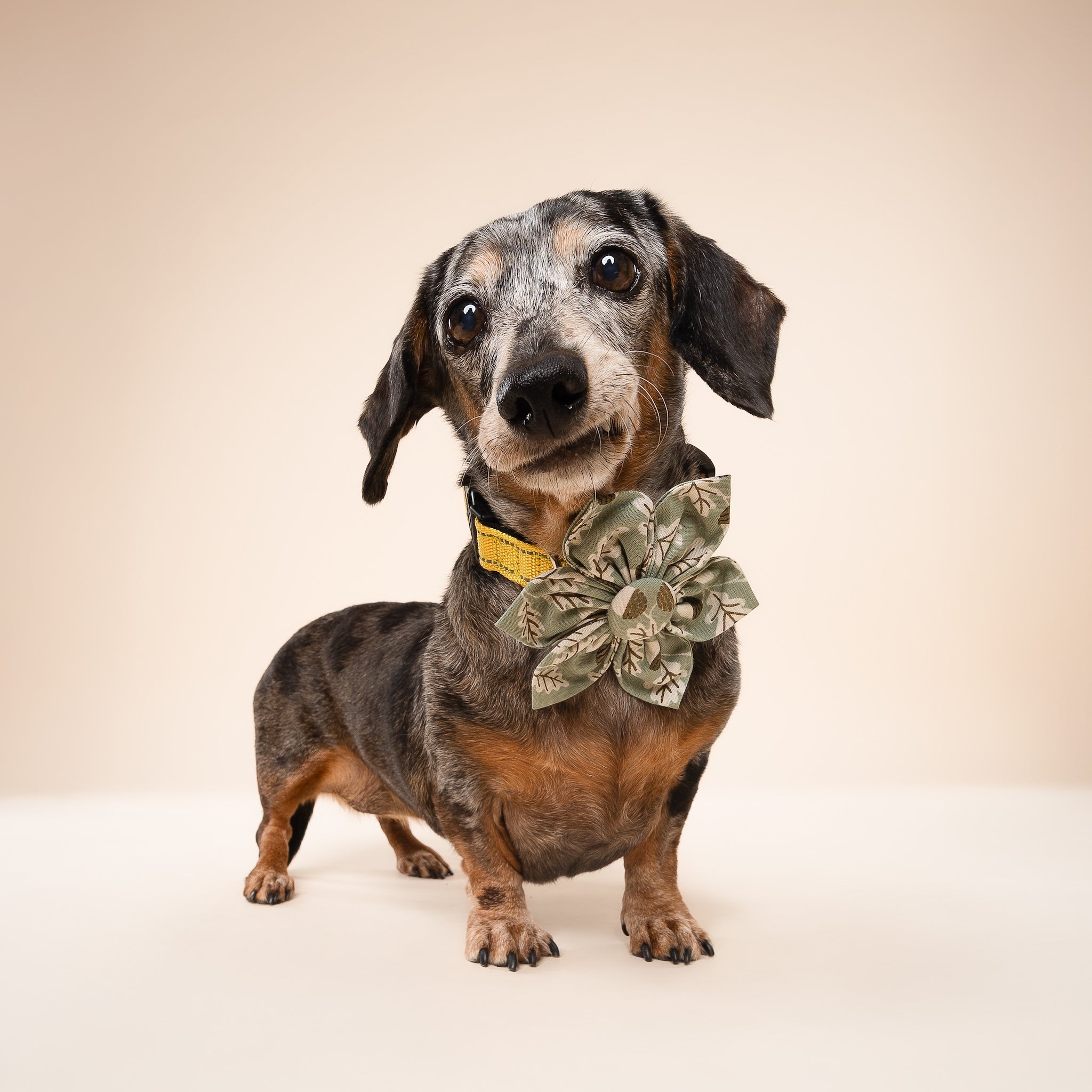 Small dog wearing a decorative collar with a flower on a beige background
