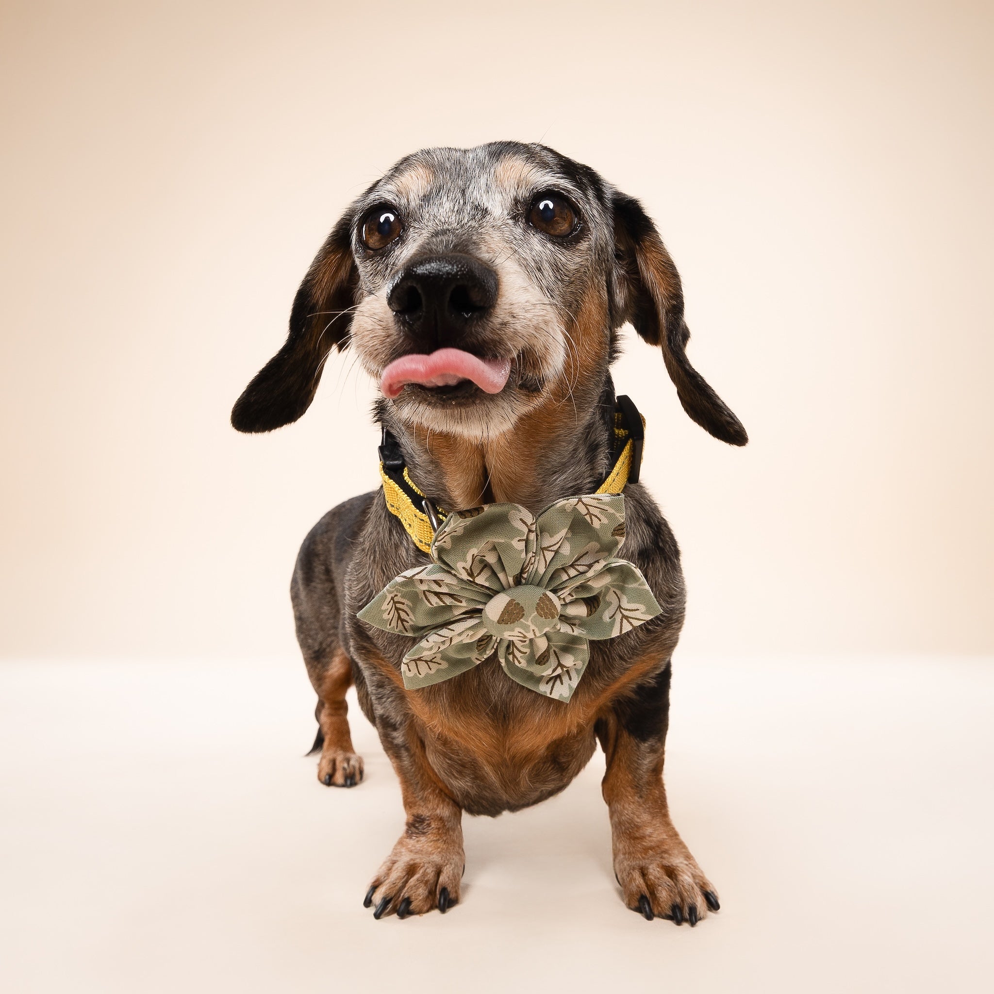 Small dog wearing a decorative collar flower on a plain background