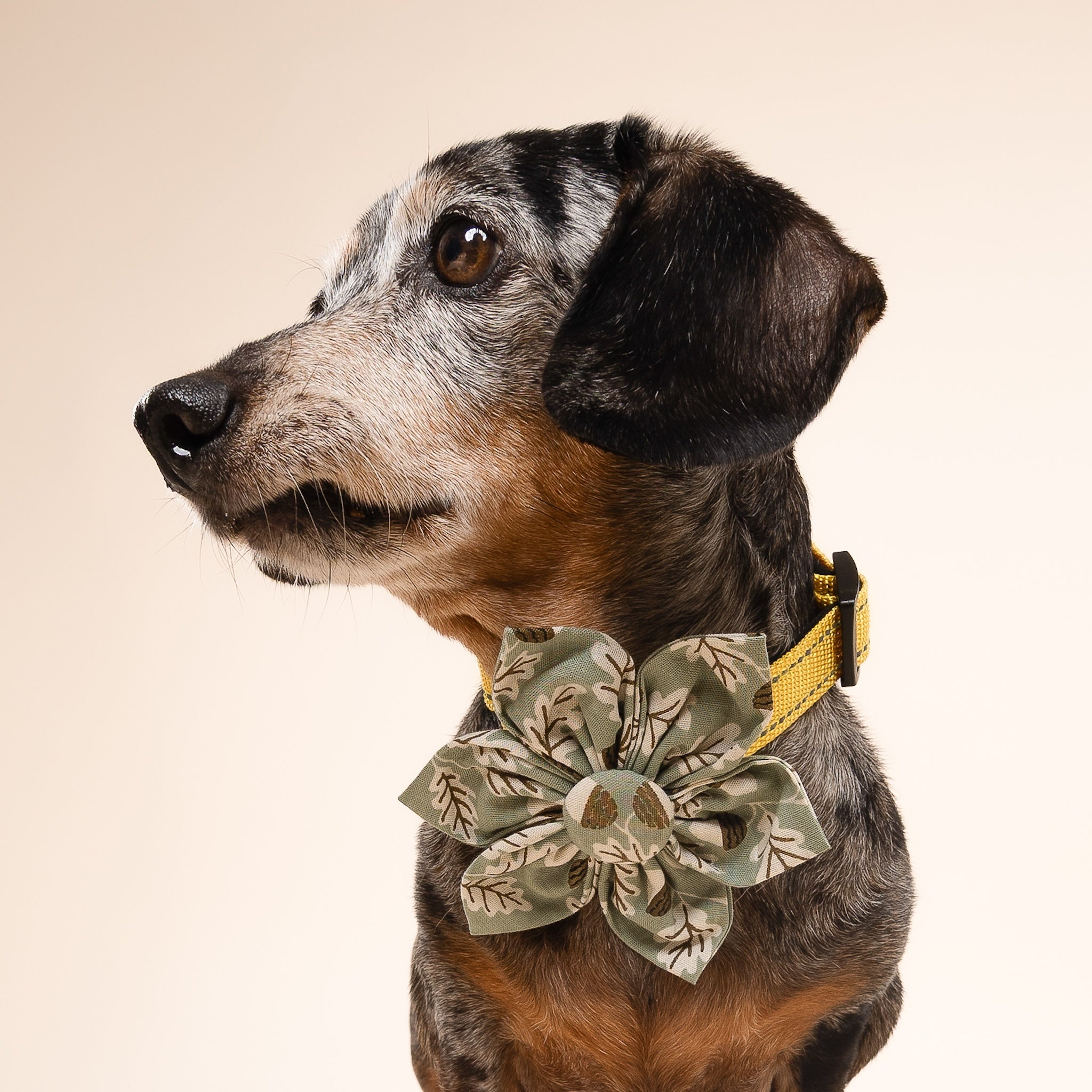 Dog wearing a decorative collar with a bow on a beige background