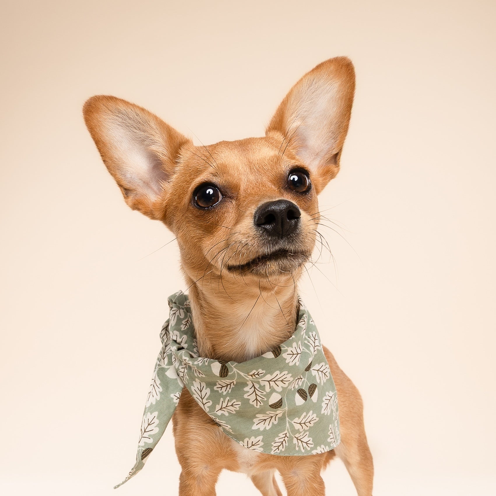 Small dog wearing a green bandana with leaf pattern on a beige background