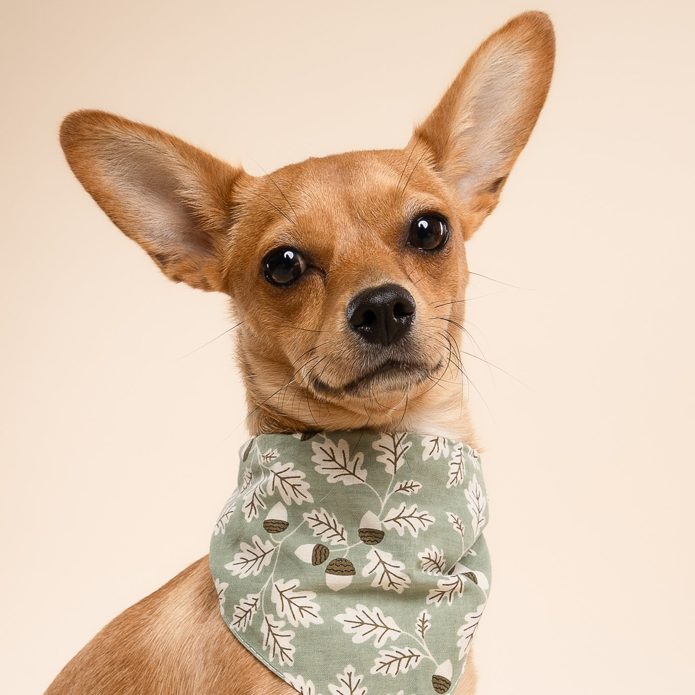 Boone Dog Bandana from The Paws