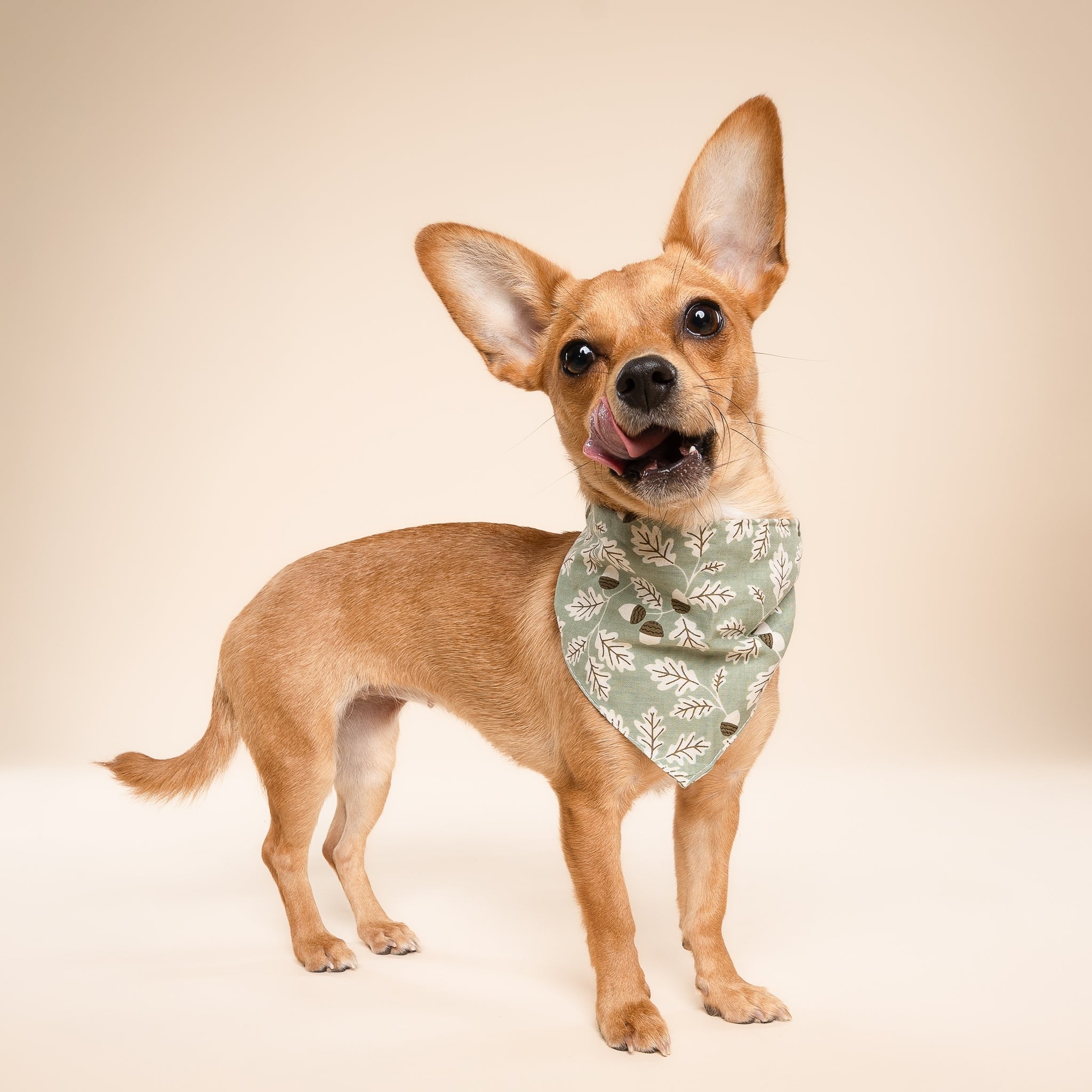 Dog wearing a Boone bandana in a leaf pattern on a beige background