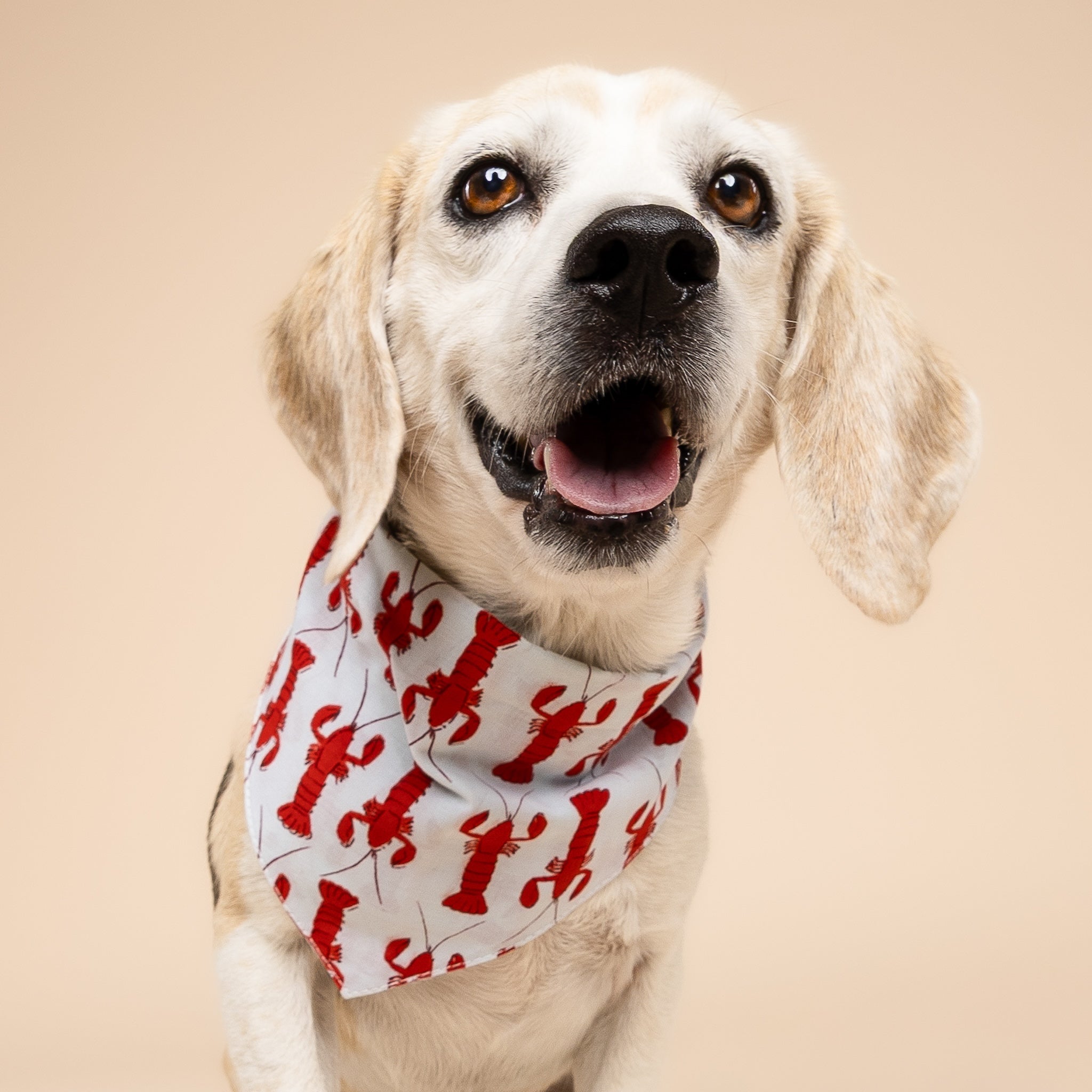 Boothbay Dog Bandana