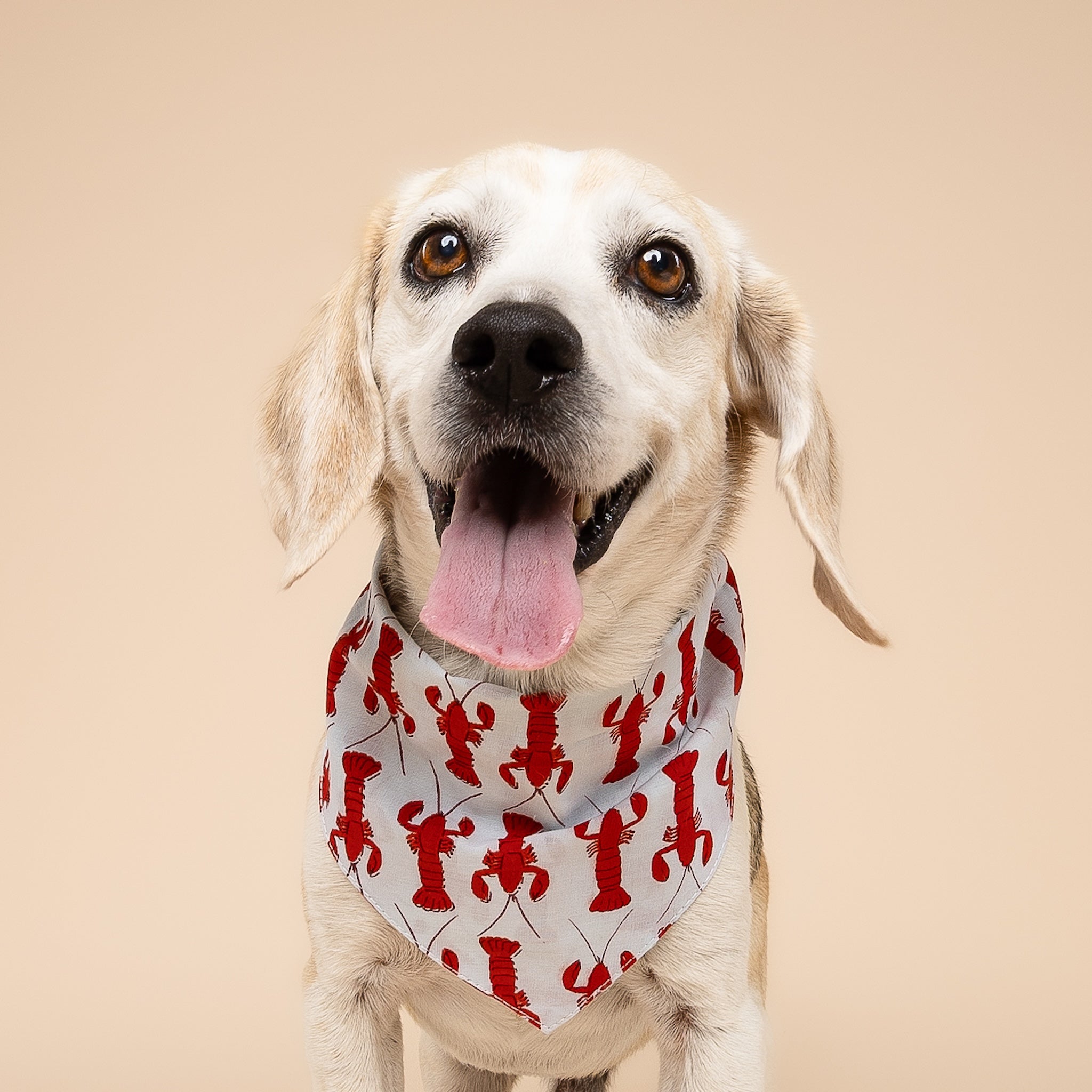 Boothbay Dog Bandana