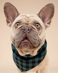 Bourbon Dog Bandana