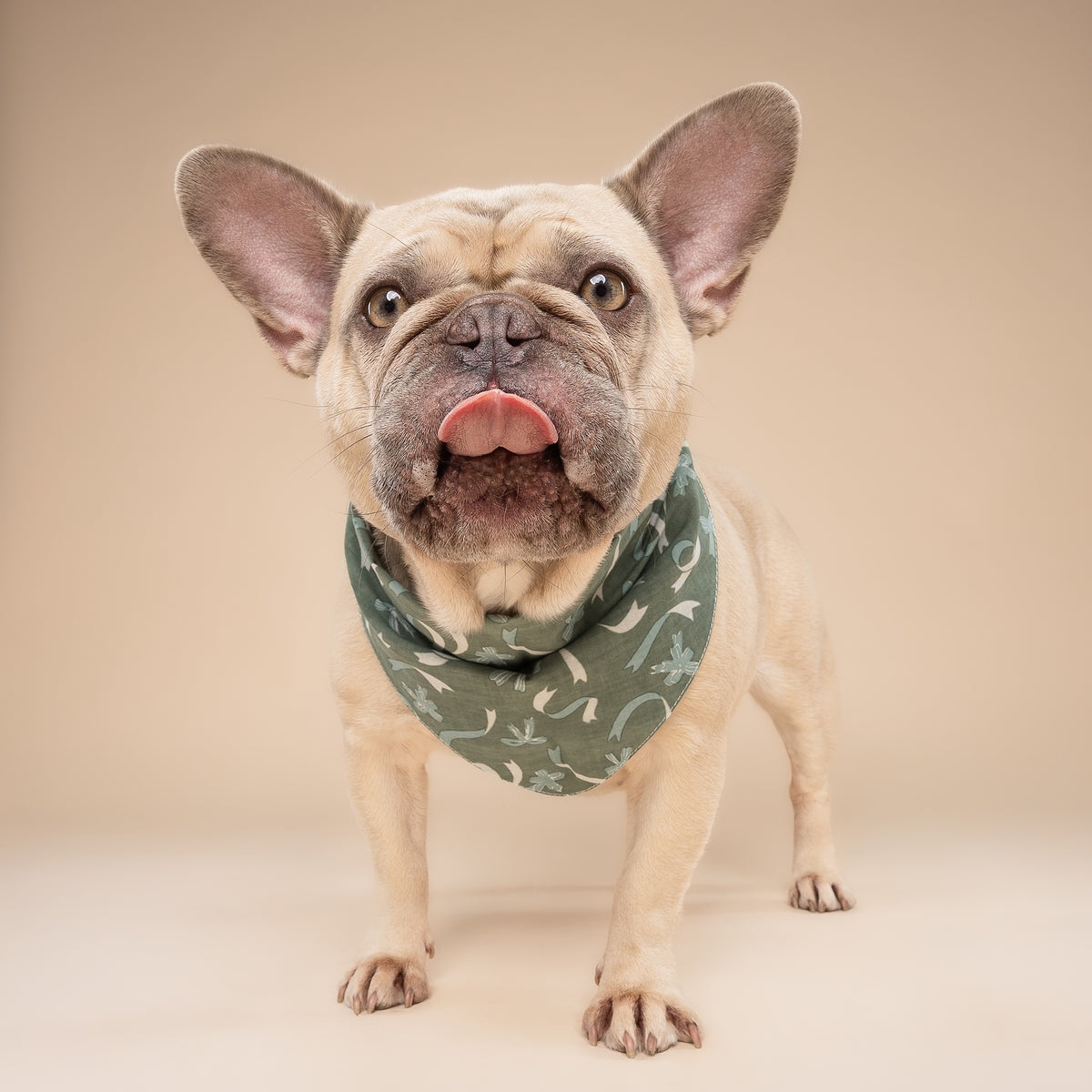 Bows Dog Bandana