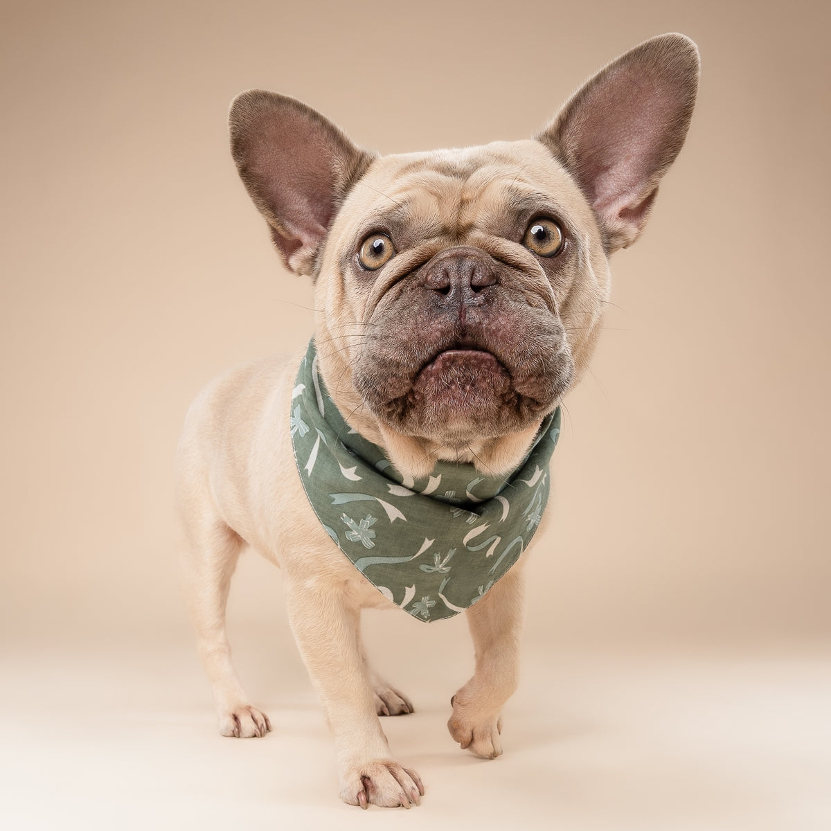 Bows Dog Bandana