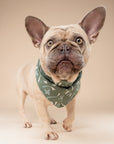 Bows Dog Bandana