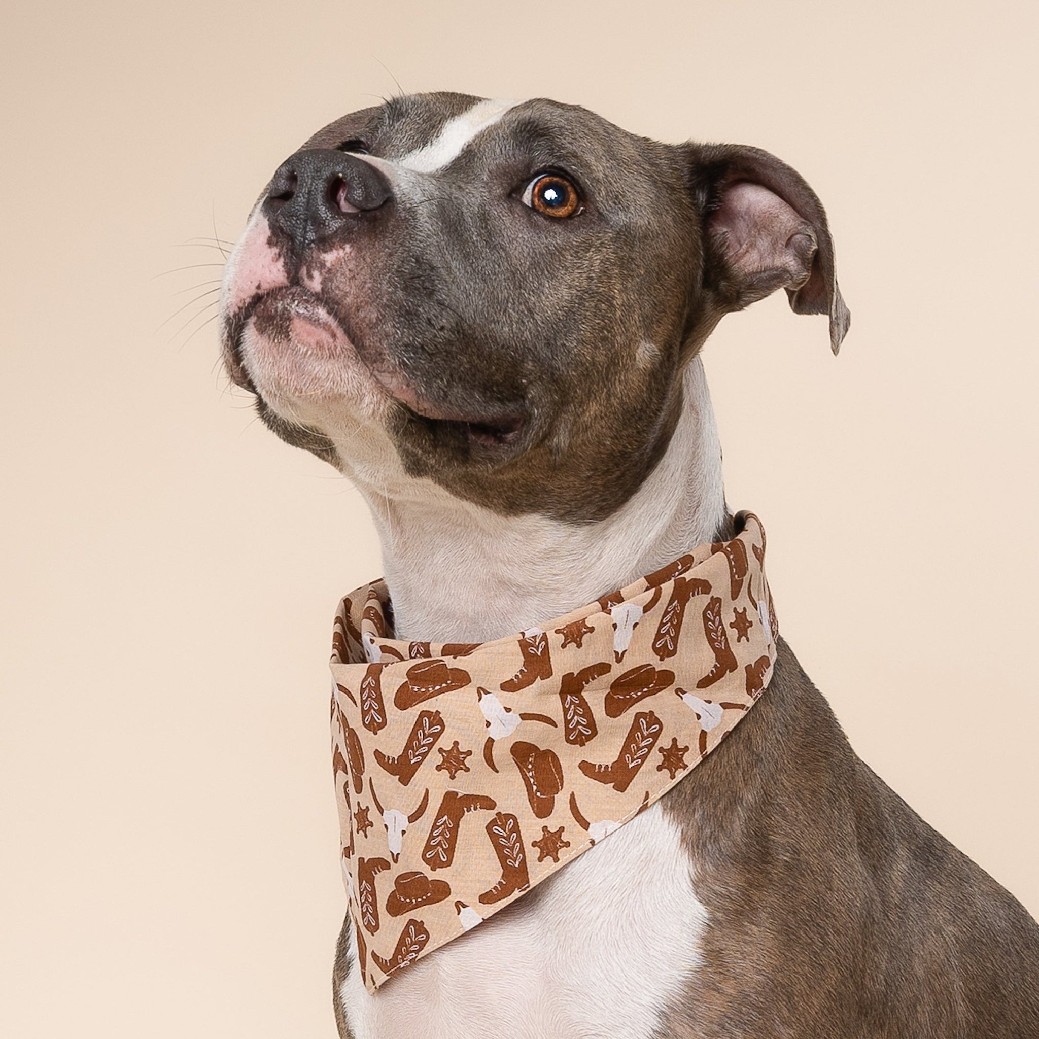 Bronco Dog Bandana from The Paws II