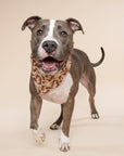 Bronco Dog Bandana from The Paws