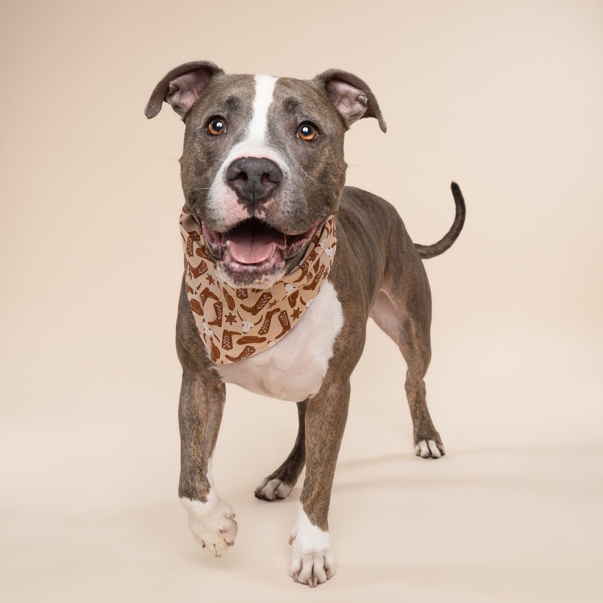 Bronco Dog Bandana from The Paws