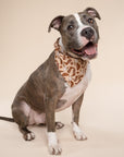 Bronco Dog Bandana from The Paws I