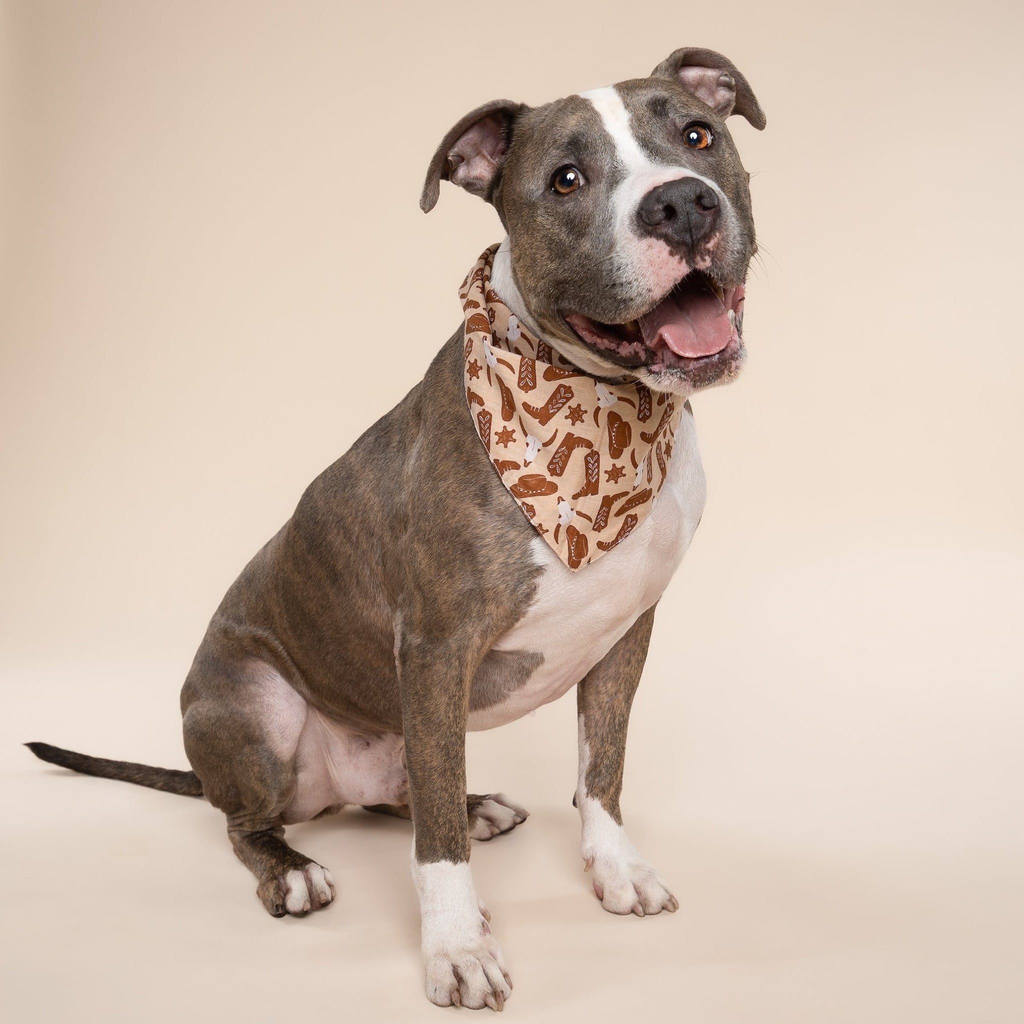 Bronco Dog Bandana from The Paws I