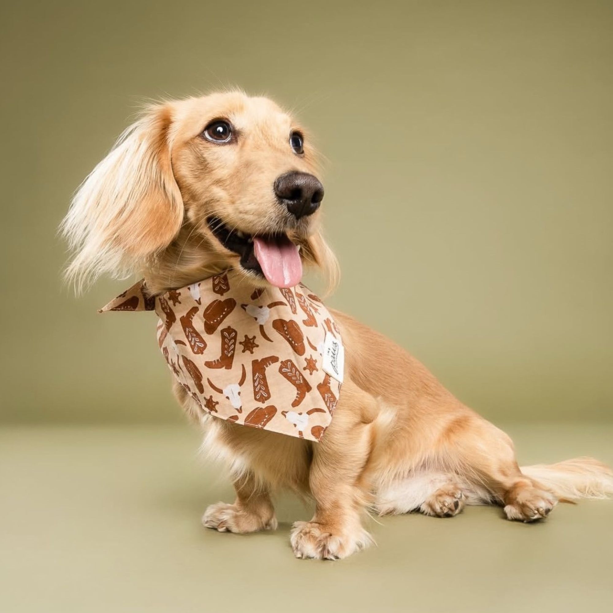 Bronco Dog Bandana
