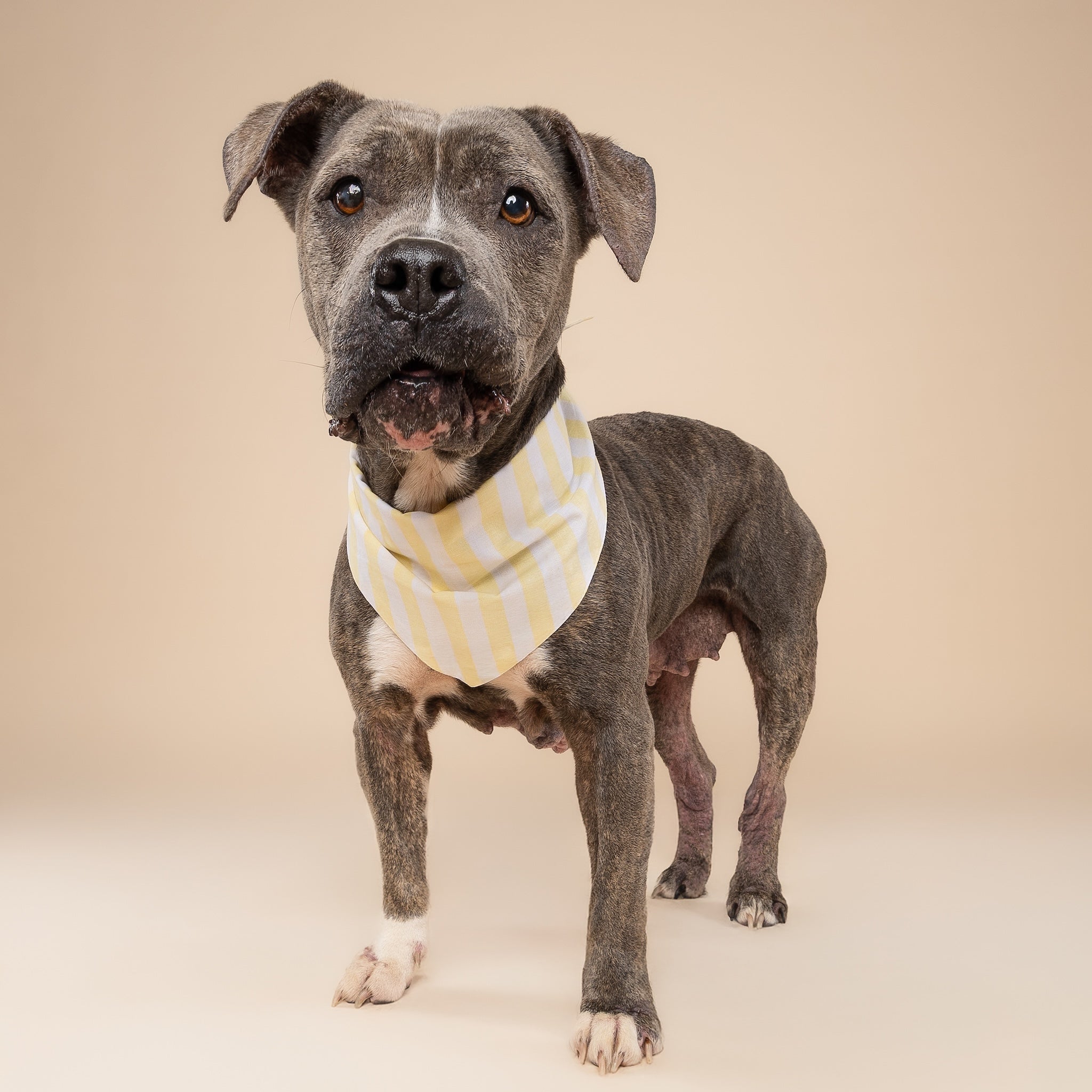 Butter Stripe Dog Bandana