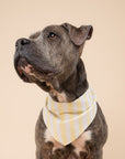 Butter Stripe Dog Bandana