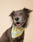 Buttercup Bandana from The Paws