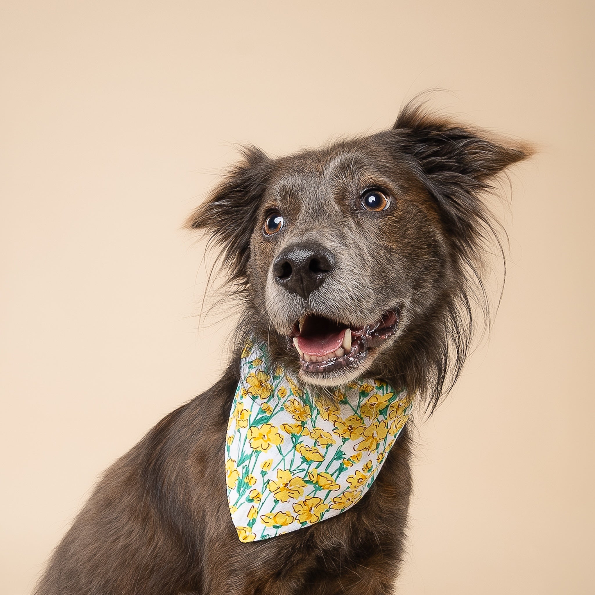 Buttercup Bandana from The Paws