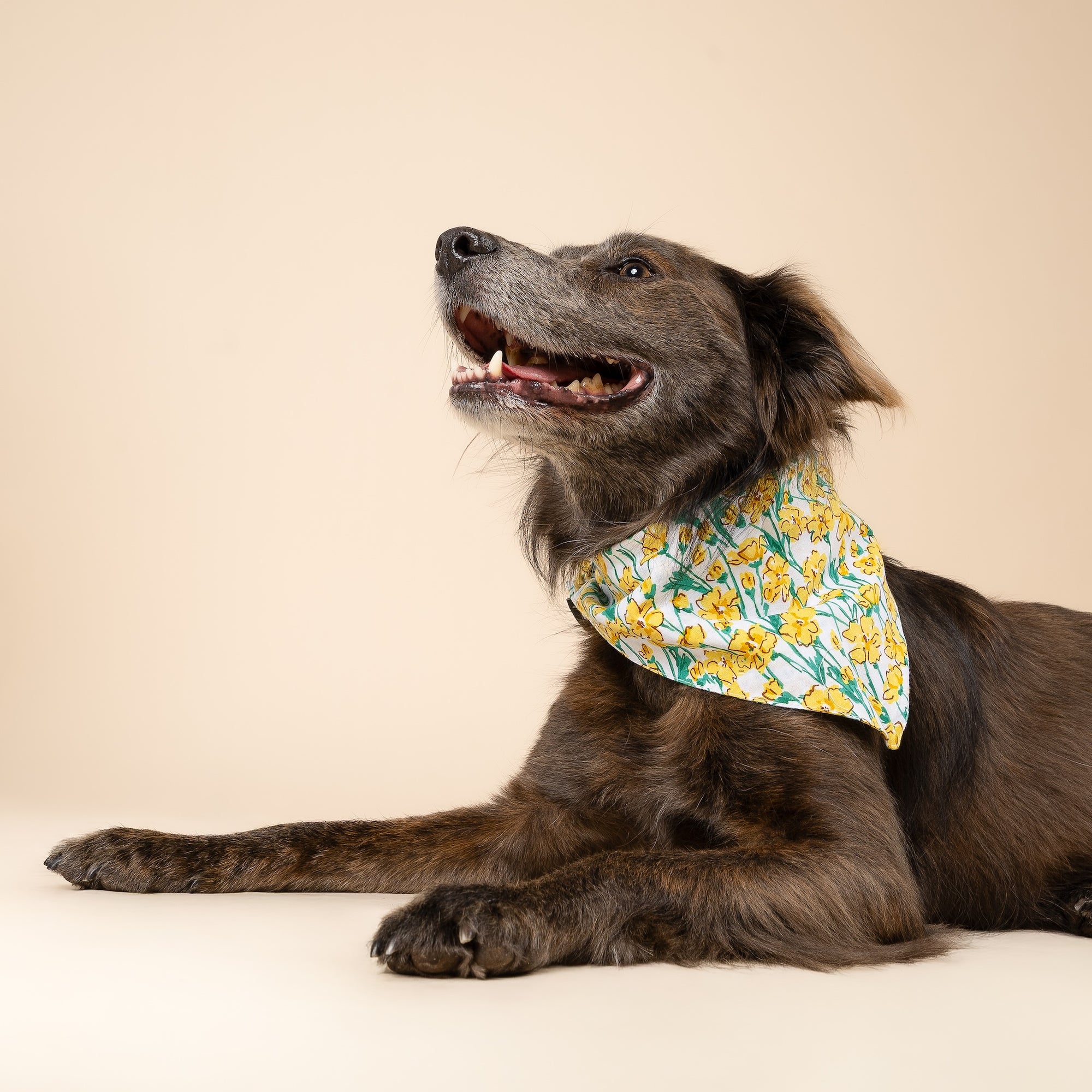 Buttercup Bandana from The Paws