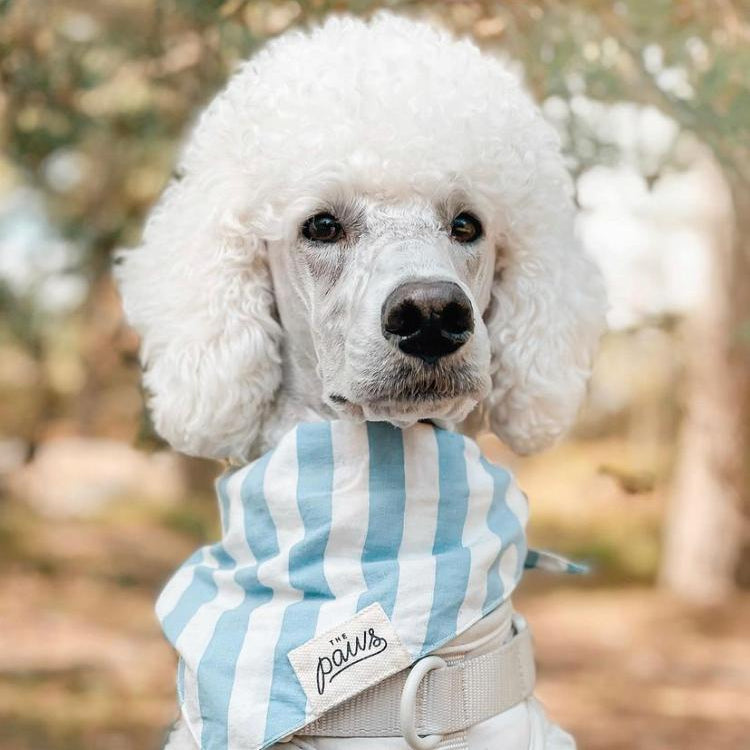 Dog wearing Cabana Blue Stripes Bandana