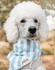 Dog wearing Cabana Blue Stripes Bandana