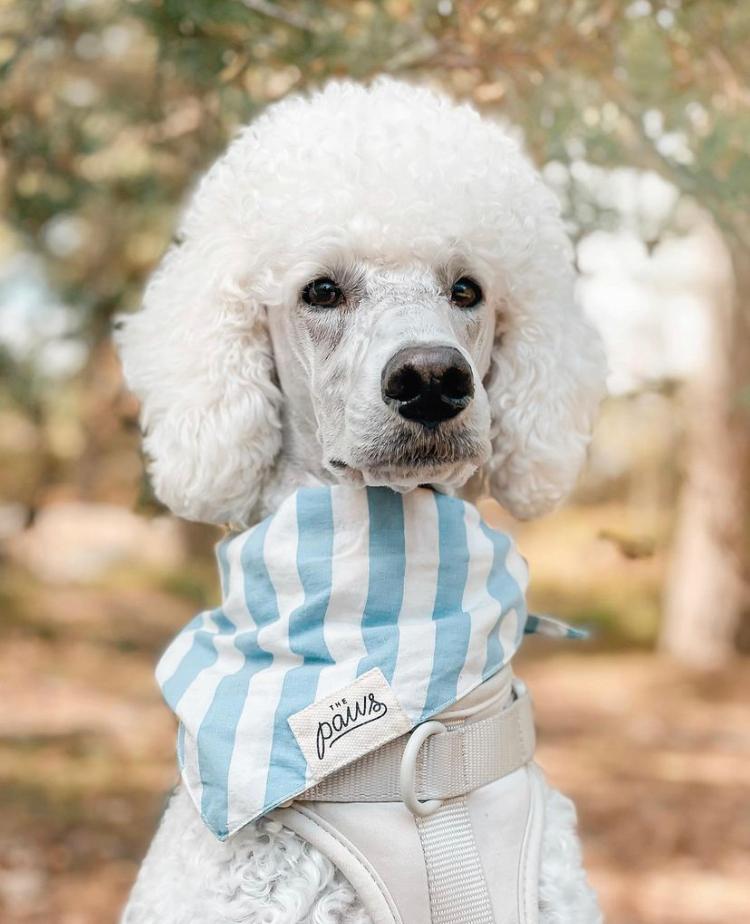Cabana Blue Stripes Bandana - The Paws