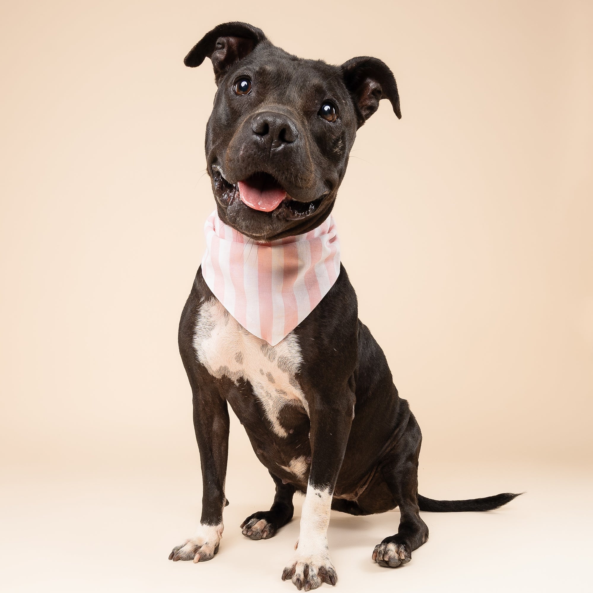 Cabana Blush Pink Stripes Dog Bandana
