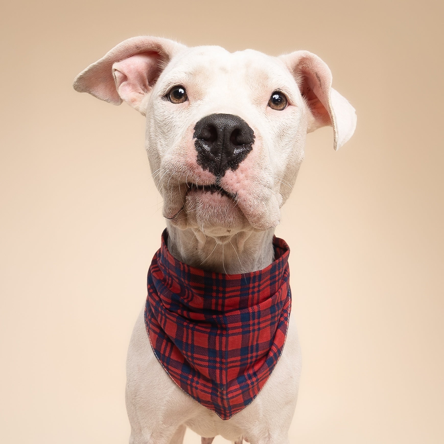 White dog wearing a red plaid bandana on a beige background