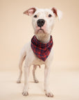 Dog wearing a red plaid bandana on a beige background