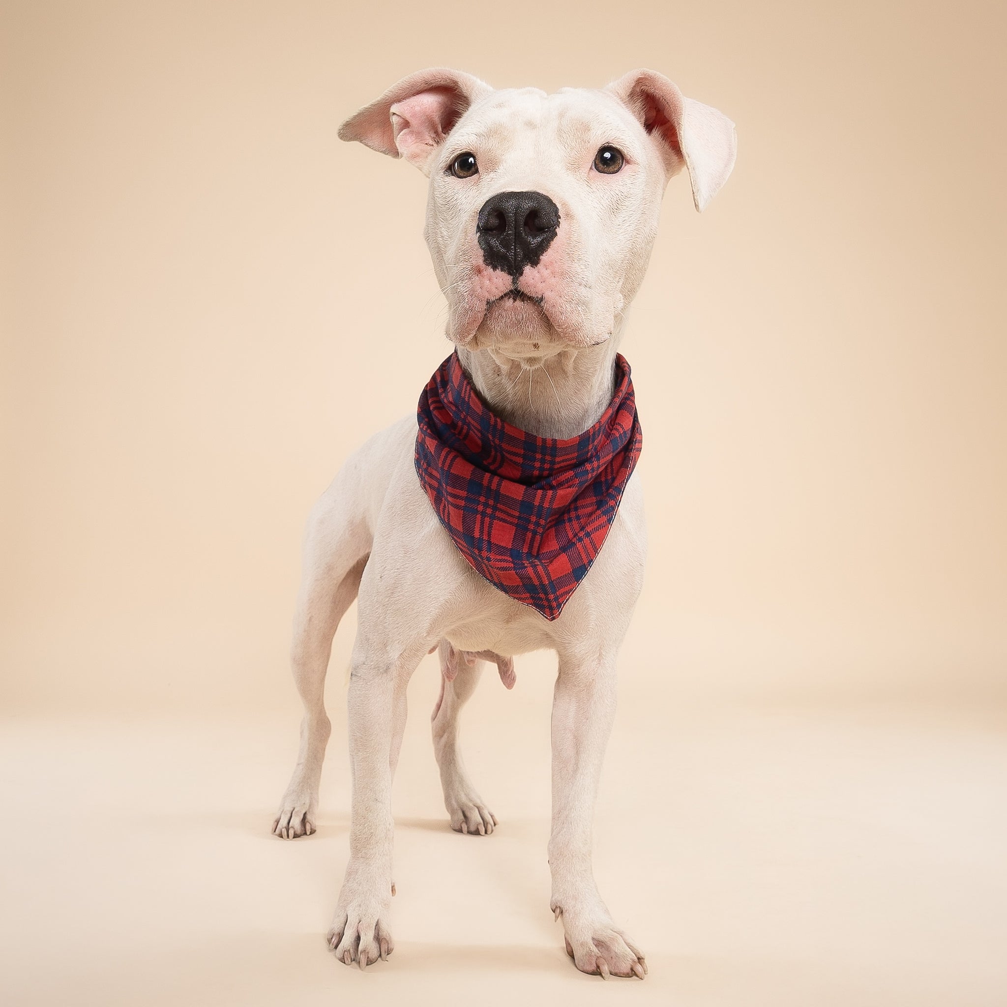 Dog wearing a red plaid bandana on a beige background
