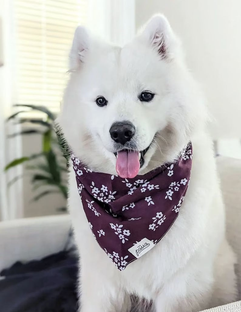 Chatham Dog Bandana from The Paws