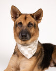 Checkers dog bandana from The Paws