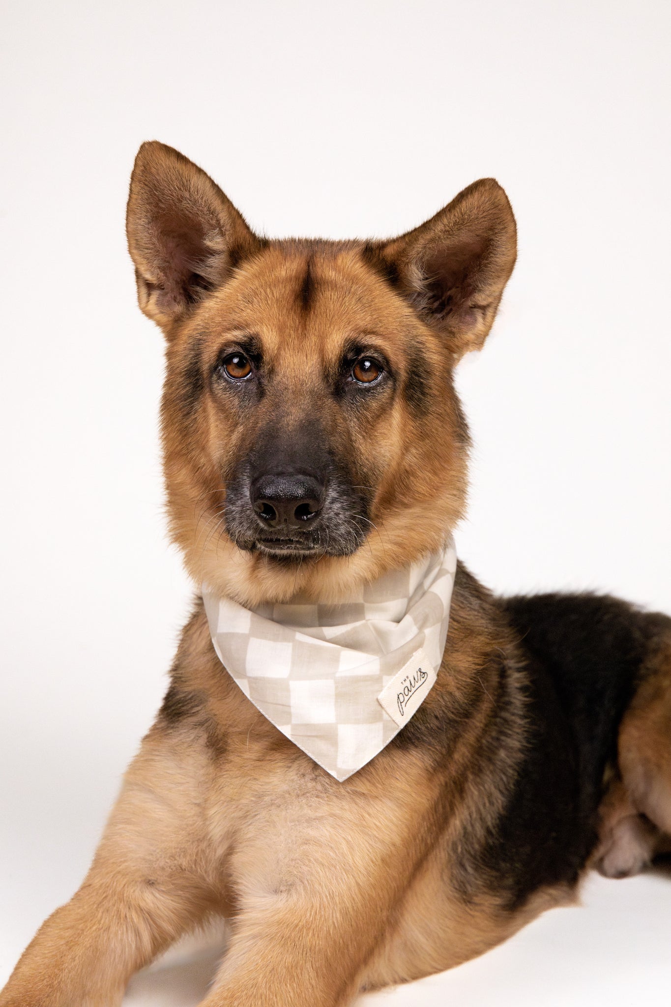 Checkers dog bandana from The Paws