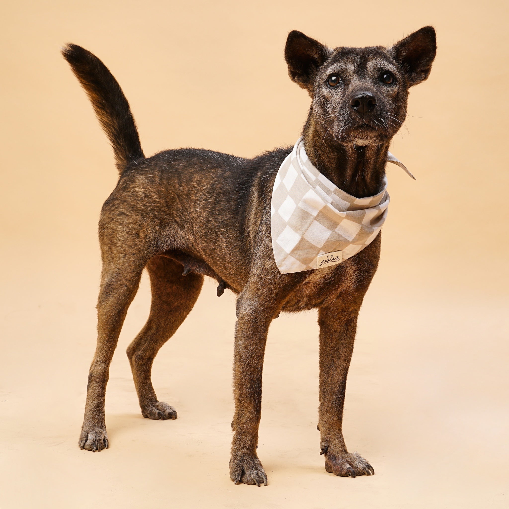 Checkers Dog Bandana - The Paws