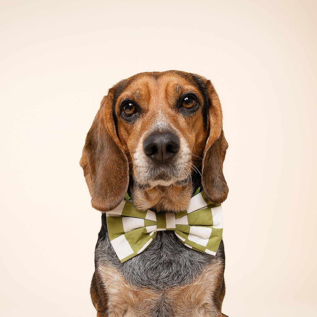 Bow Tie - Checkmate