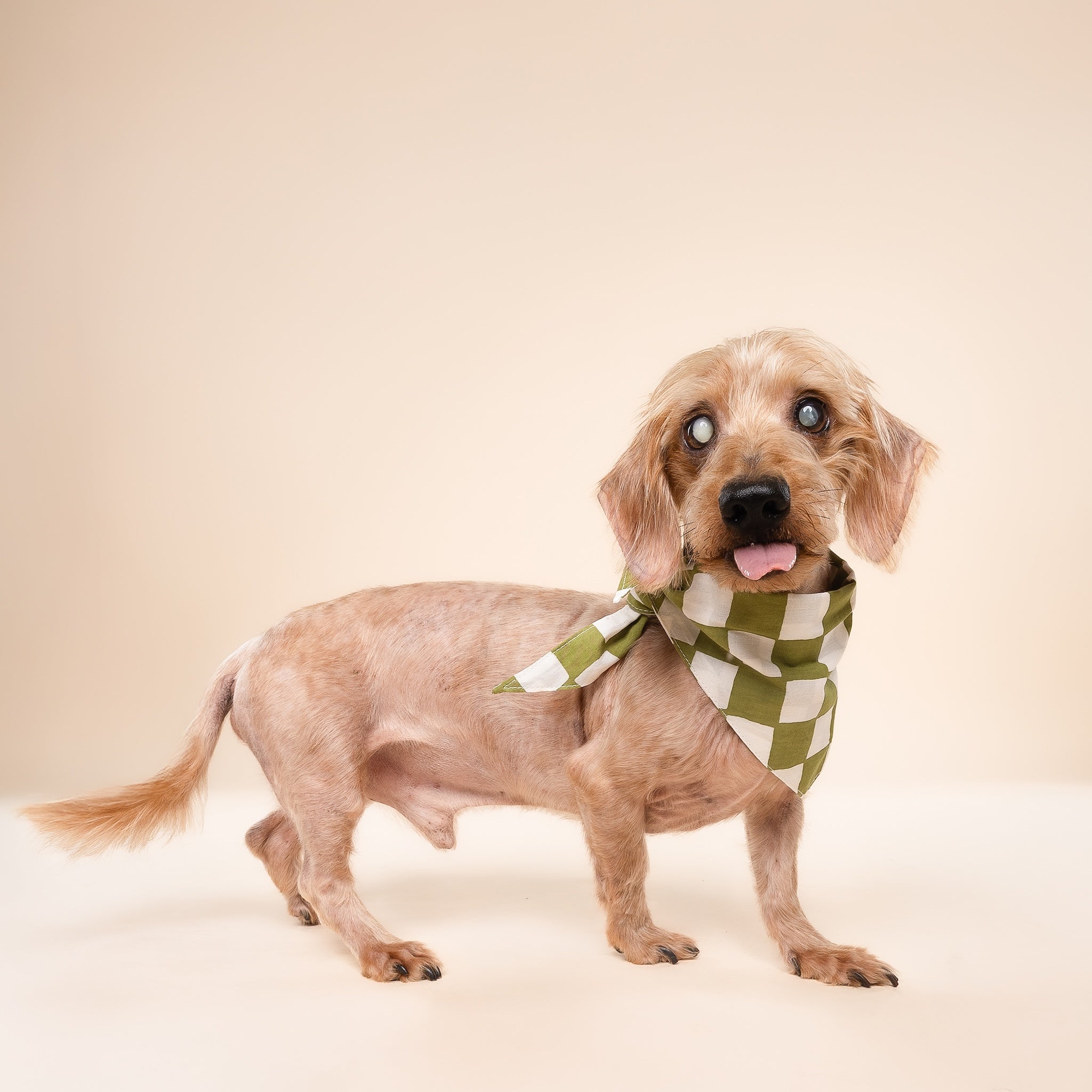 Checkmate Dog Bandana