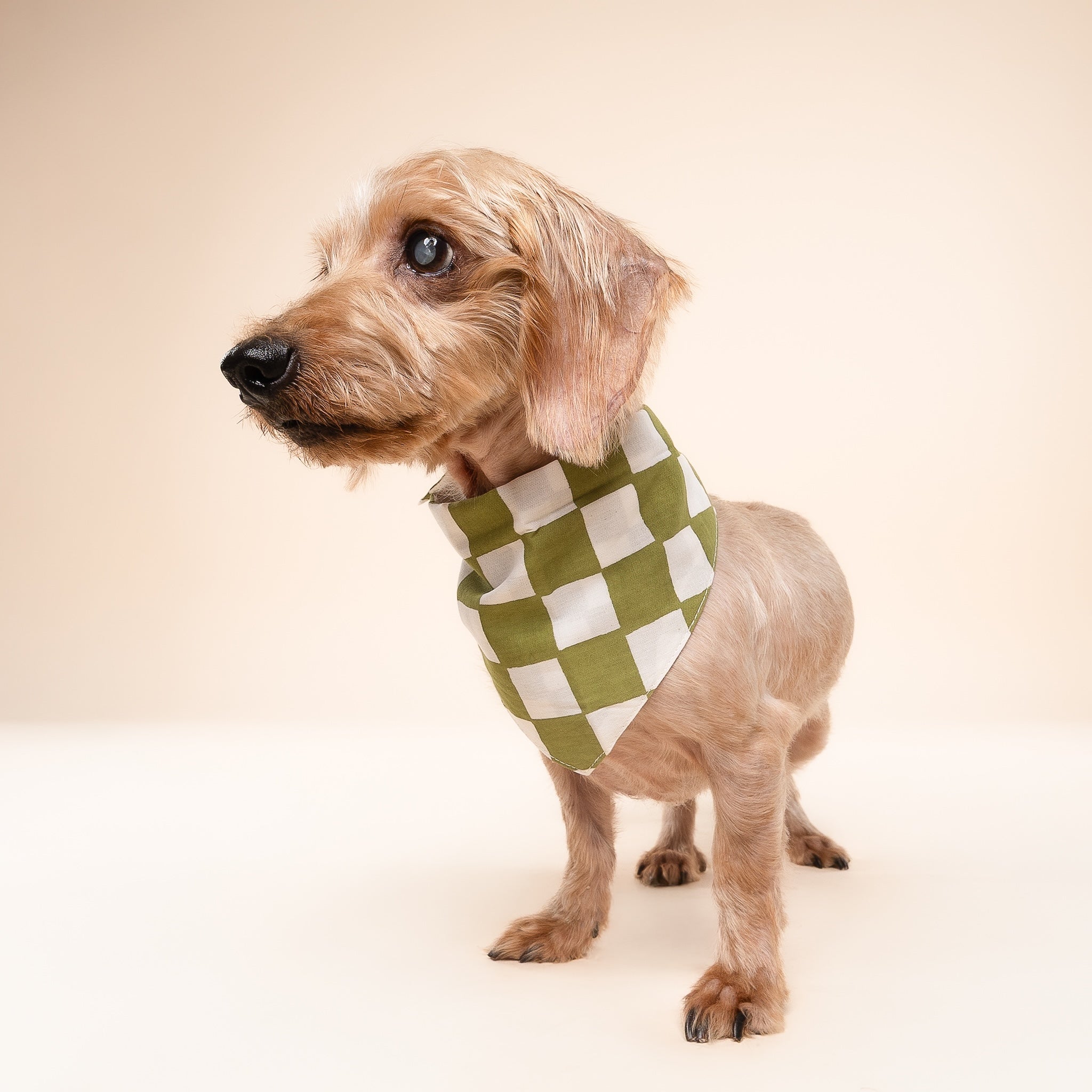 Checkmate Dog Bandana