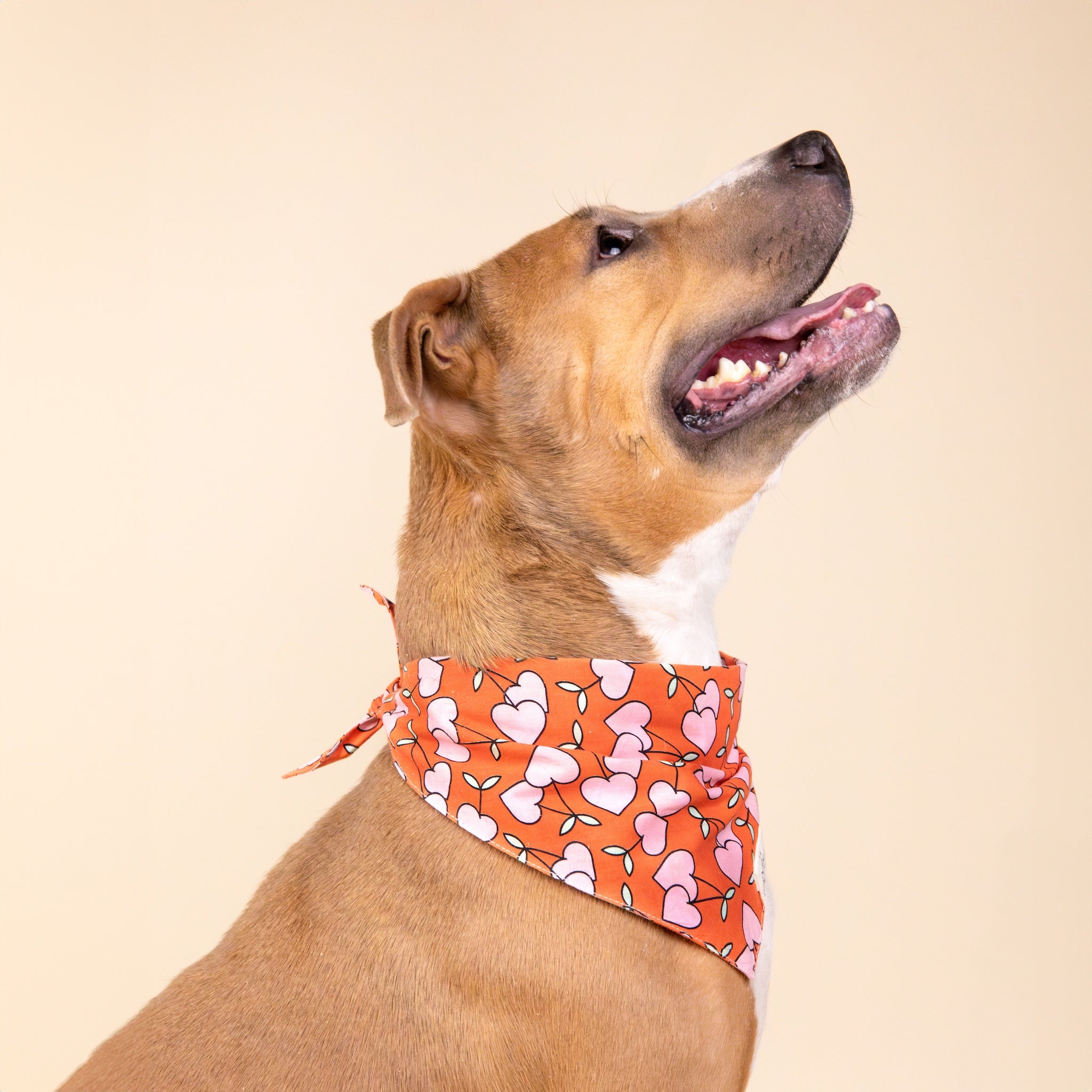 Cherrie Dog Bandana - The Paws
