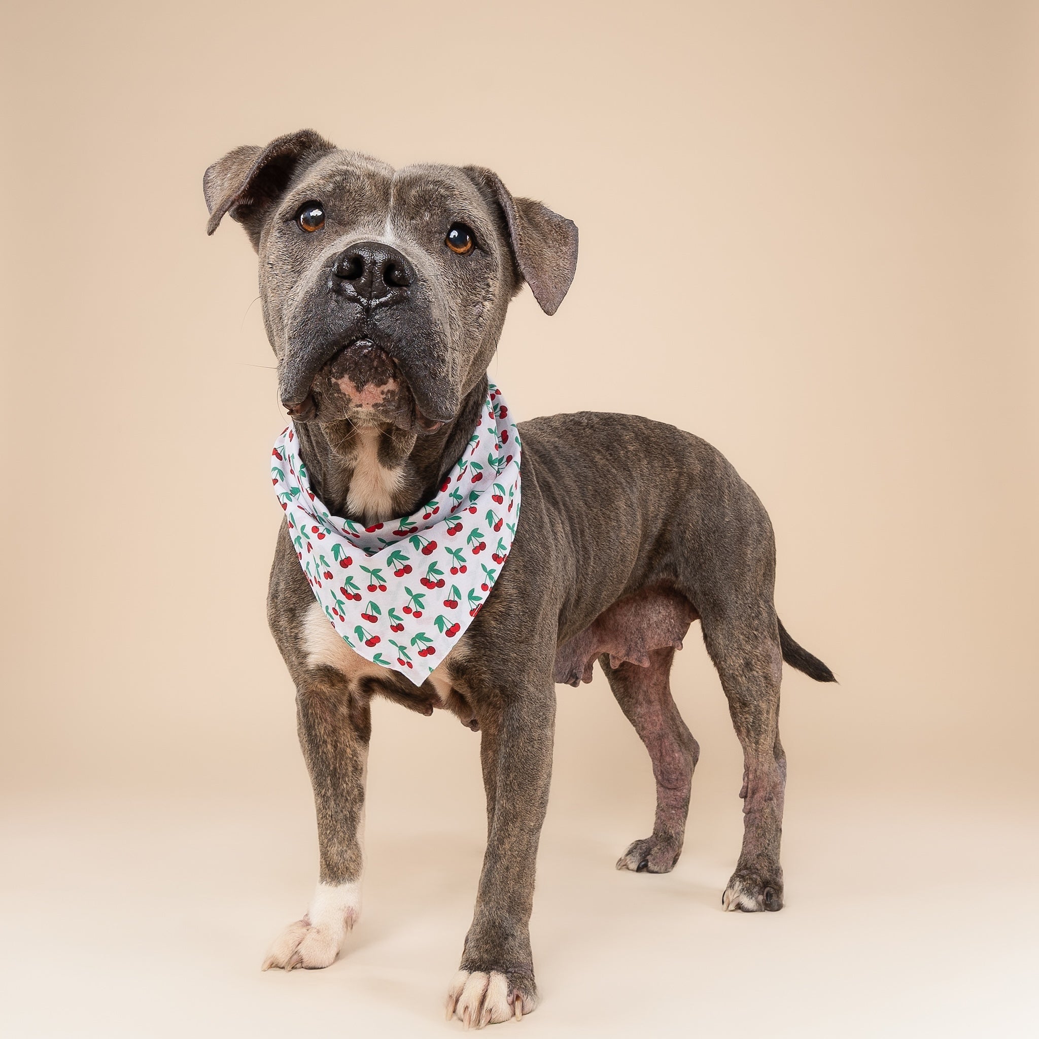 Cherry Crush Dog Bandana