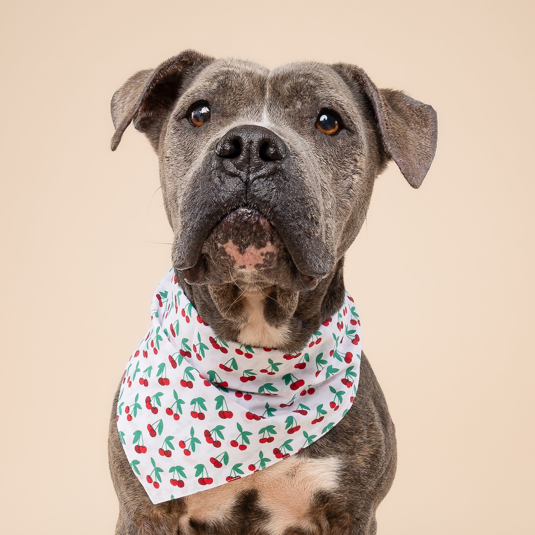 Cherry Crush Dog Bandana