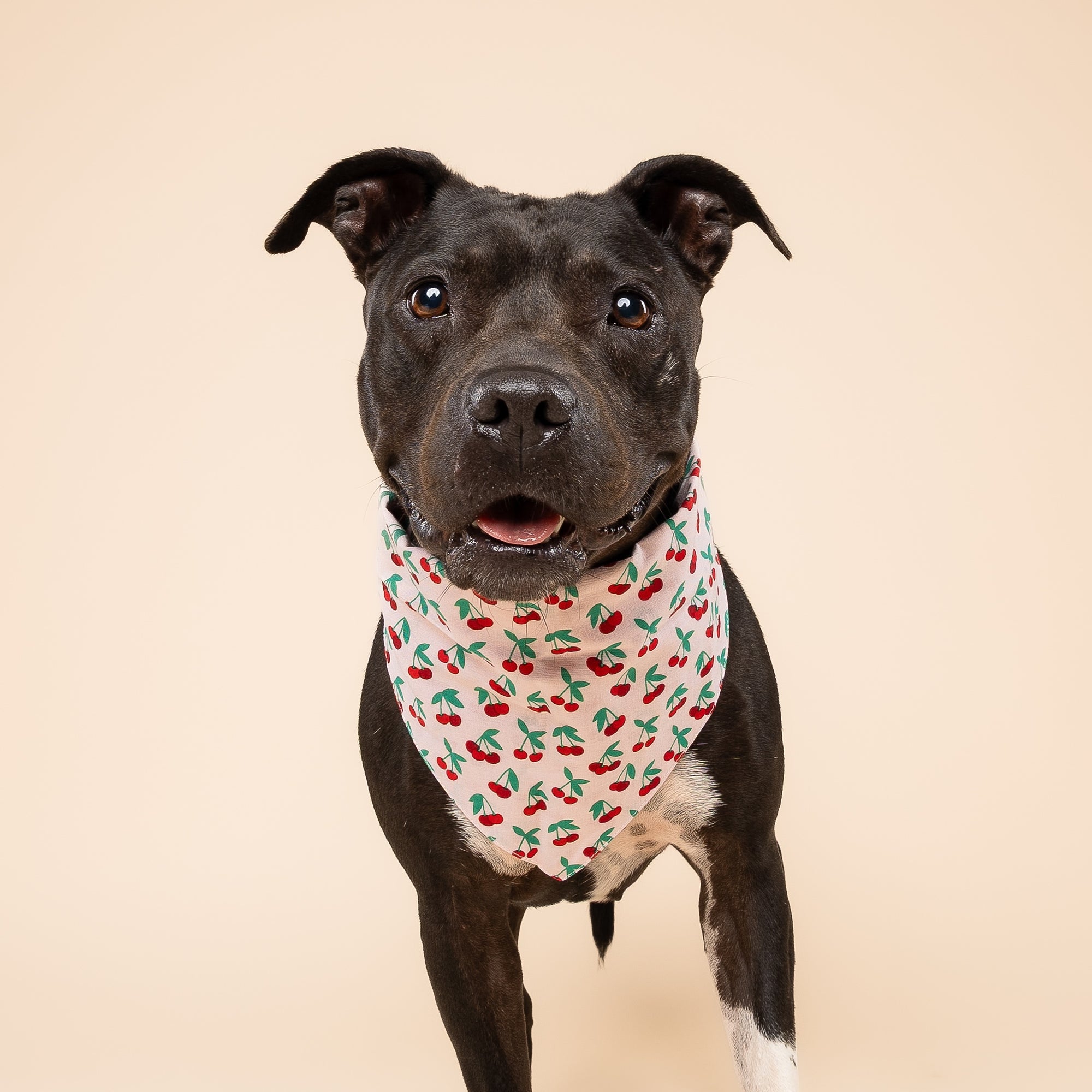 Cherry Pop Dog Bandana