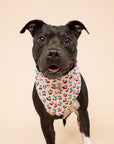 Cherry Pop Dog Bandana