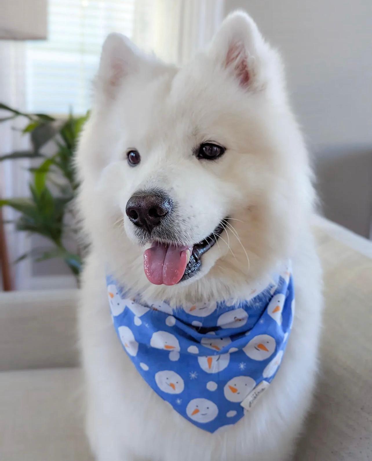 Chilly Dog Bandana from The Paws